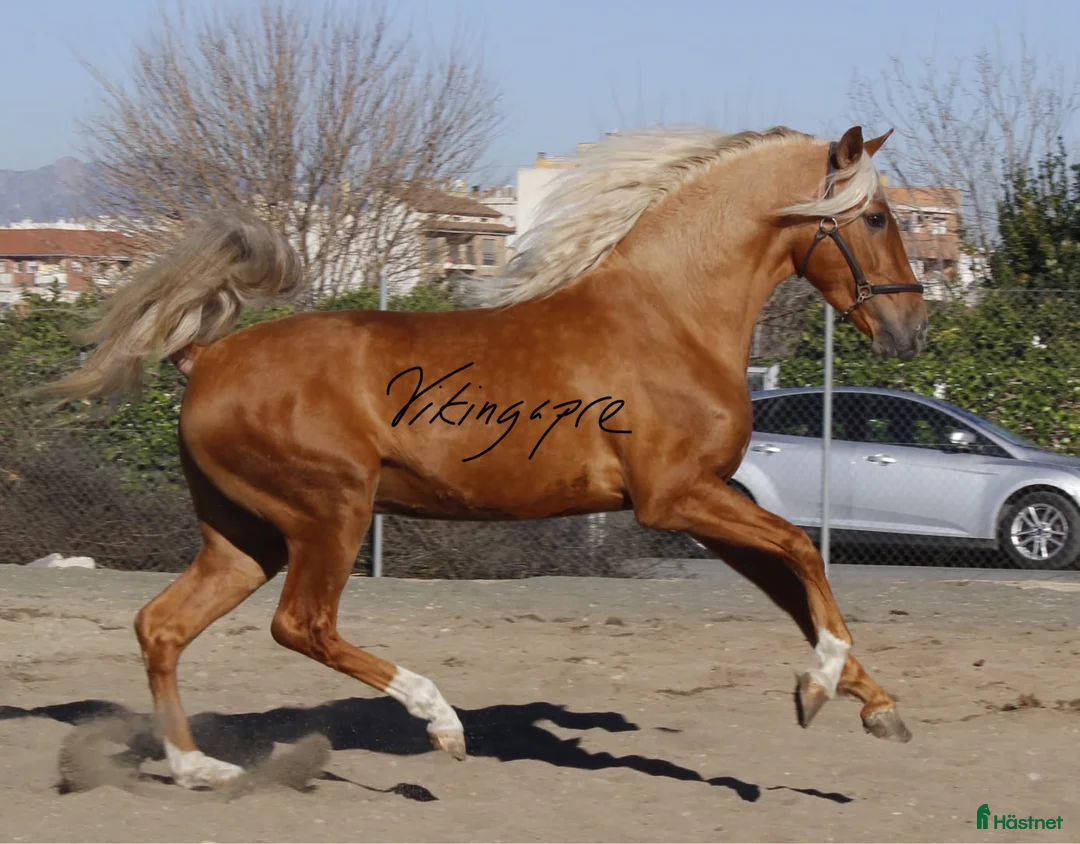 Dressyr hästar till salu: Palomino PRE med super gång!  i Halmstad - Annons 1