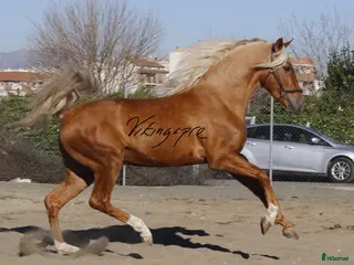 hästar Palomino PRE med super gång! - Annons 2