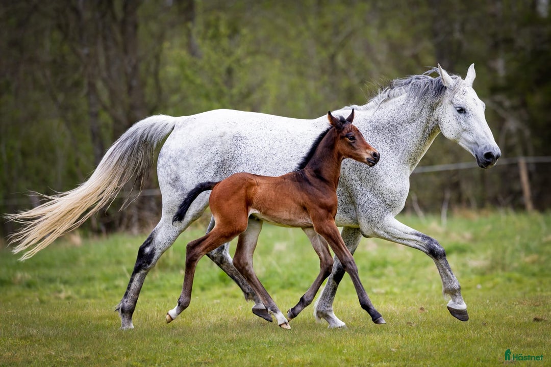 Allround hästar till salu: Exklusivt kvalitetsföl efter Hardrock Z ⭐️ i Ullared - Annons 7