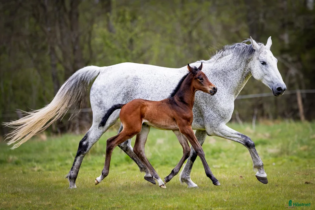 Allround hästar till salu: Exklusivt kvalitetsföl efter Hardrock Z ⭐️ i Ullared - Annons 7