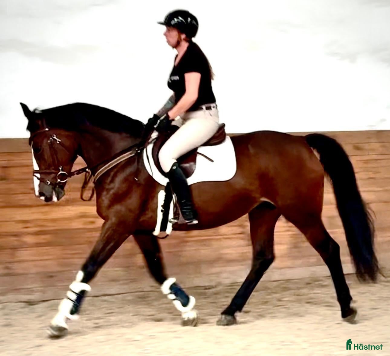 hästar Luna – Kind & Versatile Mare | Great Jumper! 10yo - Annons 1