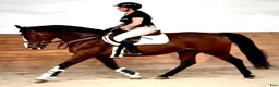Allround hästar till salu: Luna – Kind & Versatile Mare | Great Jumper! 10yo - Annons 1