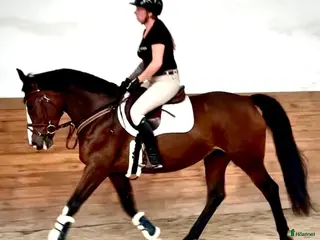 hästar Luna – Kind & Versatile Mare | Great Jumper! 10yo - Annons 1