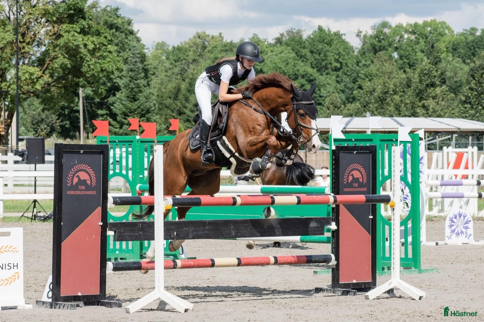  hästar Försiktig valack 162 cm, 1,20 m – Estland - Annons 15