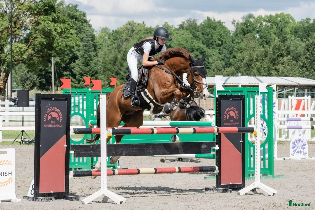 Hoppning hästar till salu: Försiktig valack 162 cm, 1,20 m – Estland i Stockholm - Annons 1