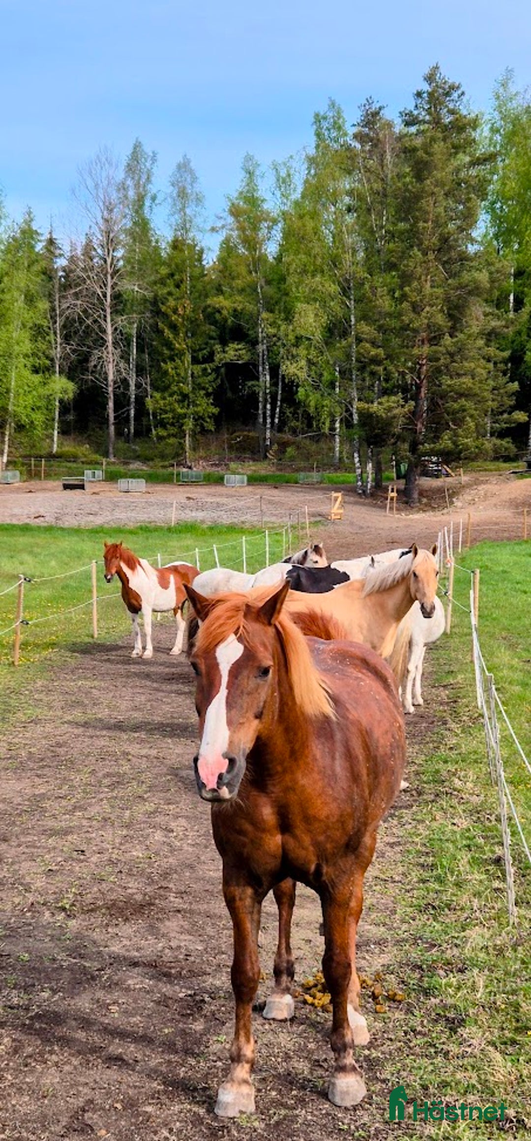  stallplats finnes: Lösdrift i Tullinge södra Stockholm  i Tullinge - Bild 4
