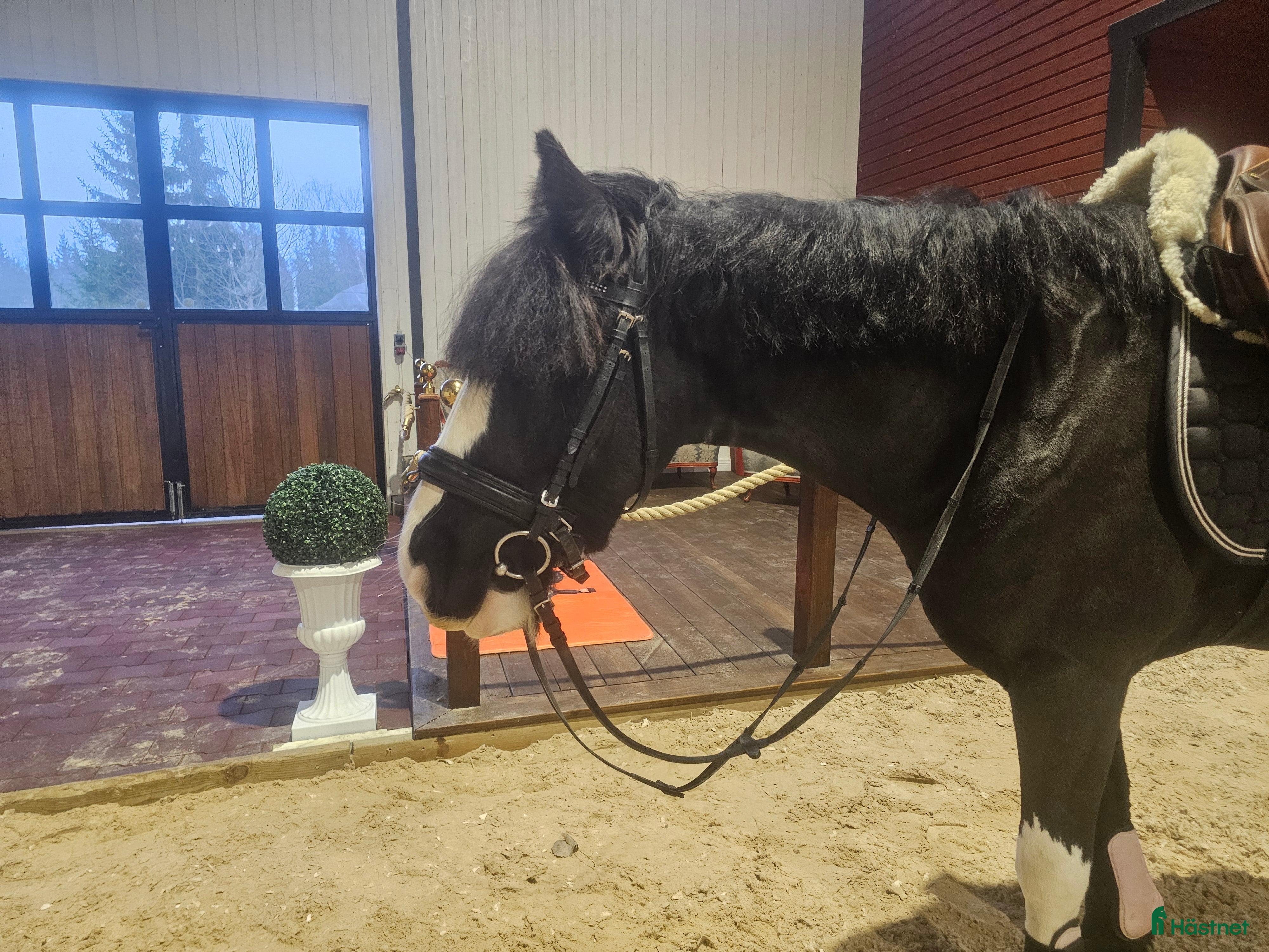  hästar Perfekt första ponny! i Lindesberg - Annons 6