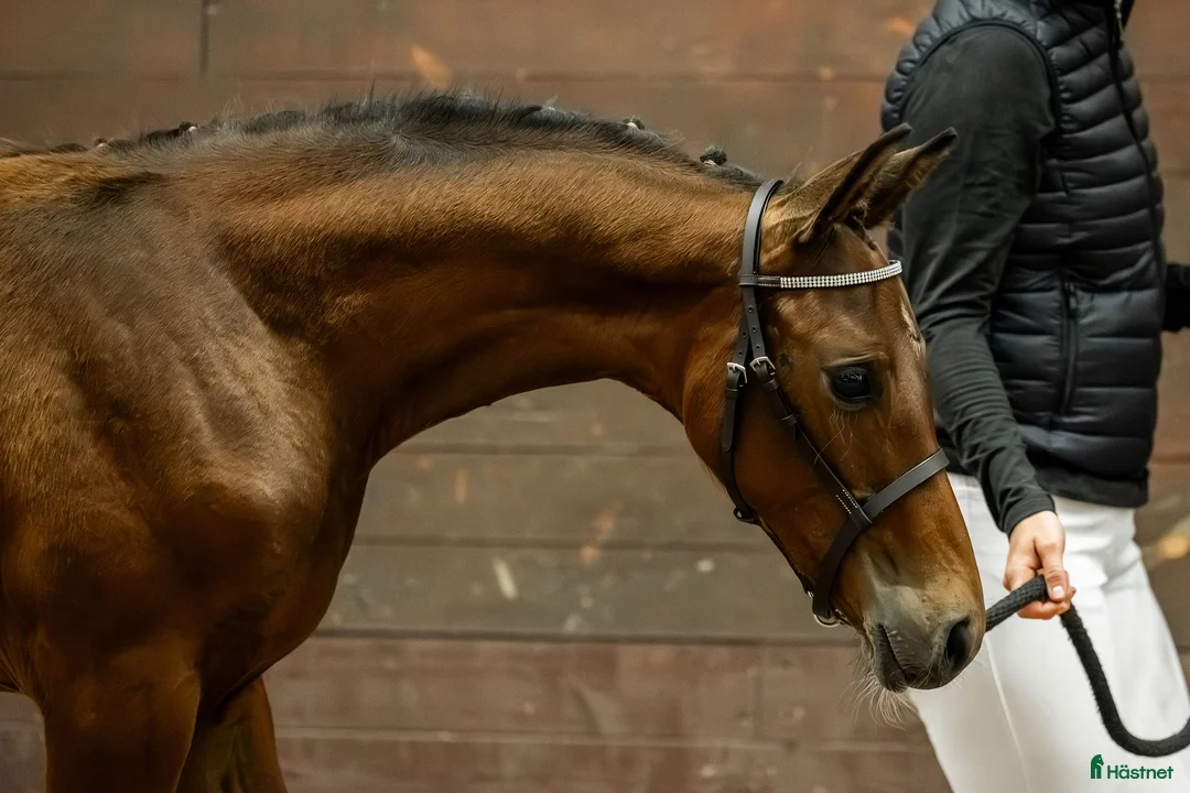 Dressyr hästar till salu: Fölchampionatdeltagare e. Bruksprovsvinnare 💫 i Eskilstuna - Annons 4