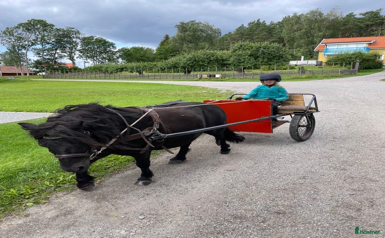  hästar i Bro - Annons 10