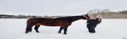 Allround hästar till salu: Trevlig skogsmulle! i Slättåkra - Annons 5