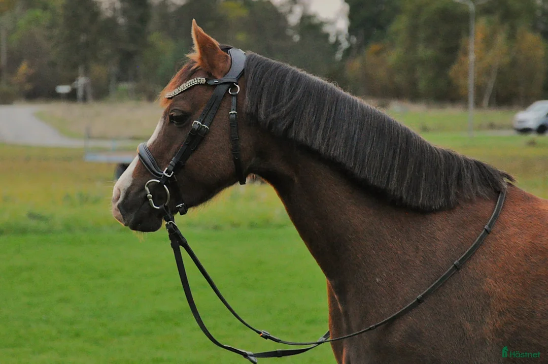 Allround hästar till salu: Welsh sto söker nytt hem/foderhem i Enskede - Annons 3