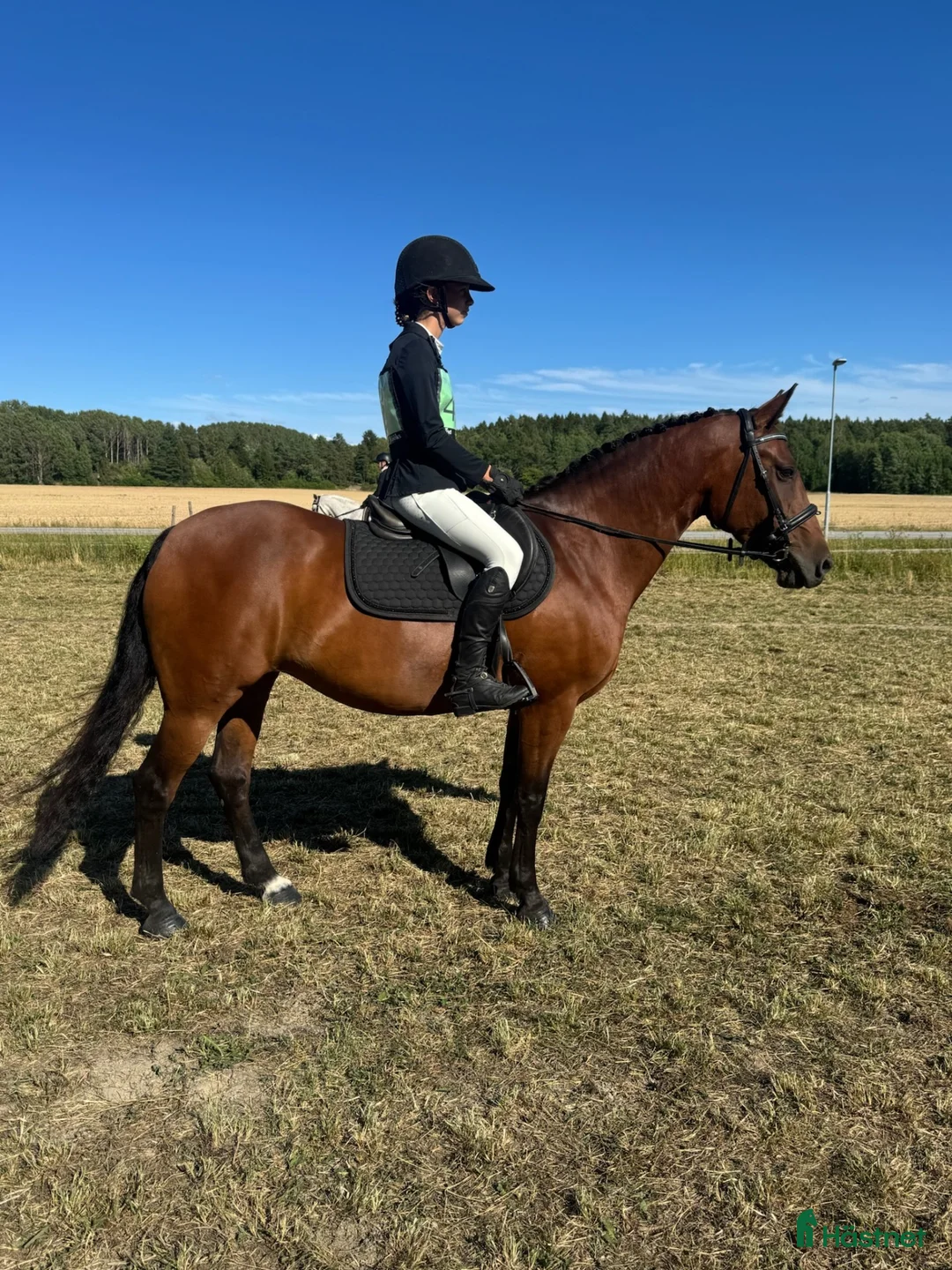 Allround hästar till salu: ❤️ Talangfull maxad C-ponny med stor kapacitet ❤️ - Annons 2