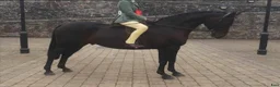 Allround hästar till salu: Irish riding ponies - Annons 8