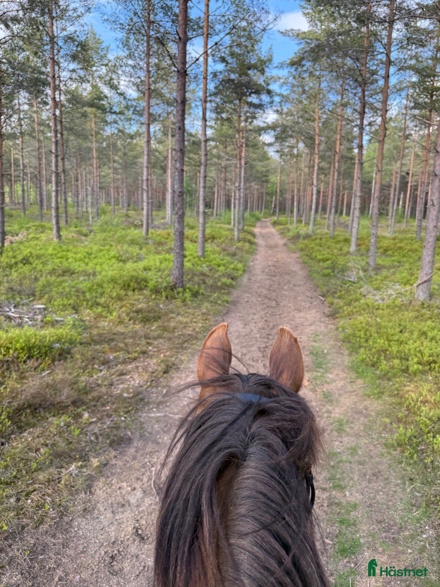  hästar Snäll och välriden bästa kompis - Annons 2