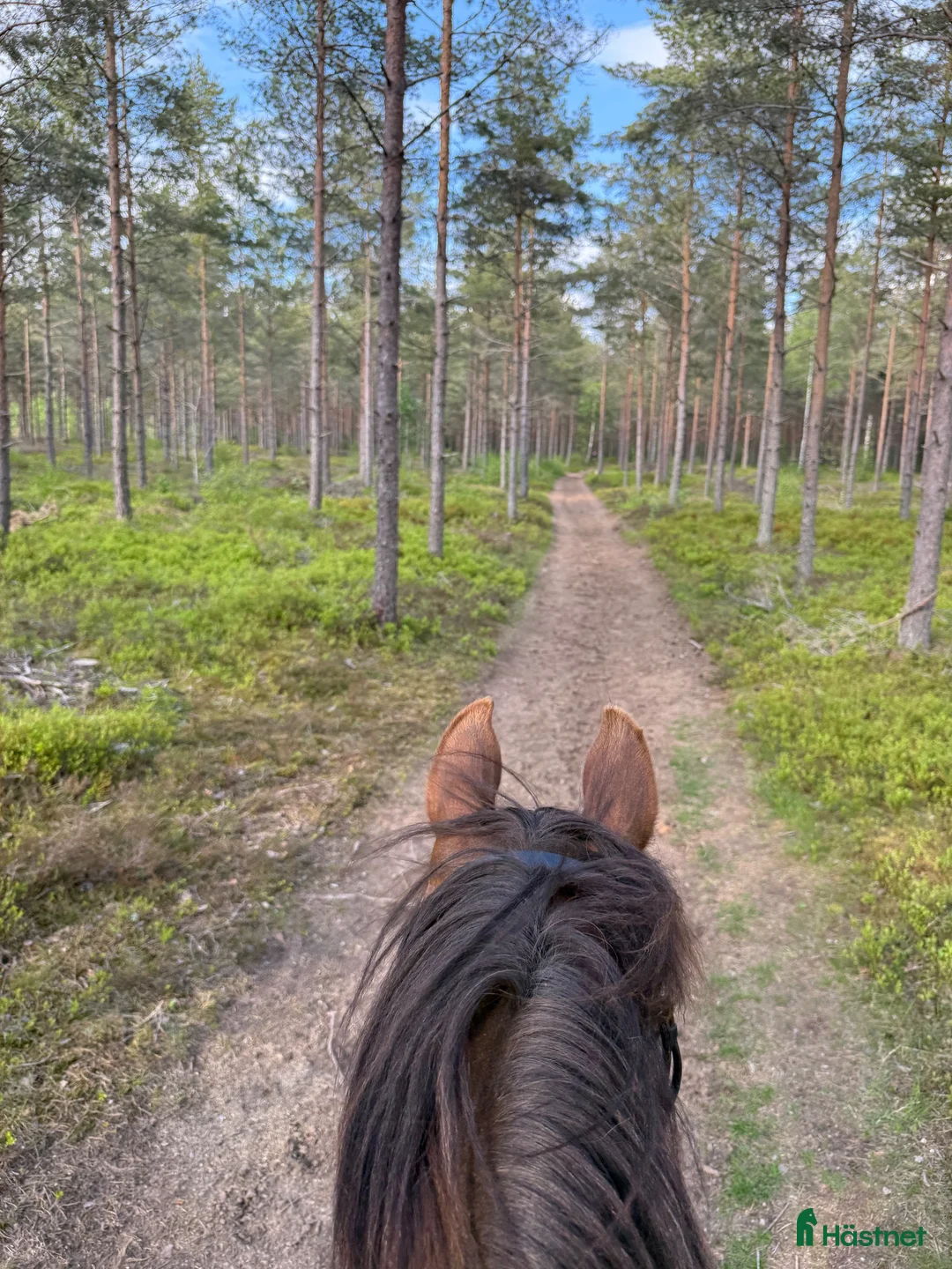 Distans hästar till salu: Snäll och välriden bästa kompis - Annons 2