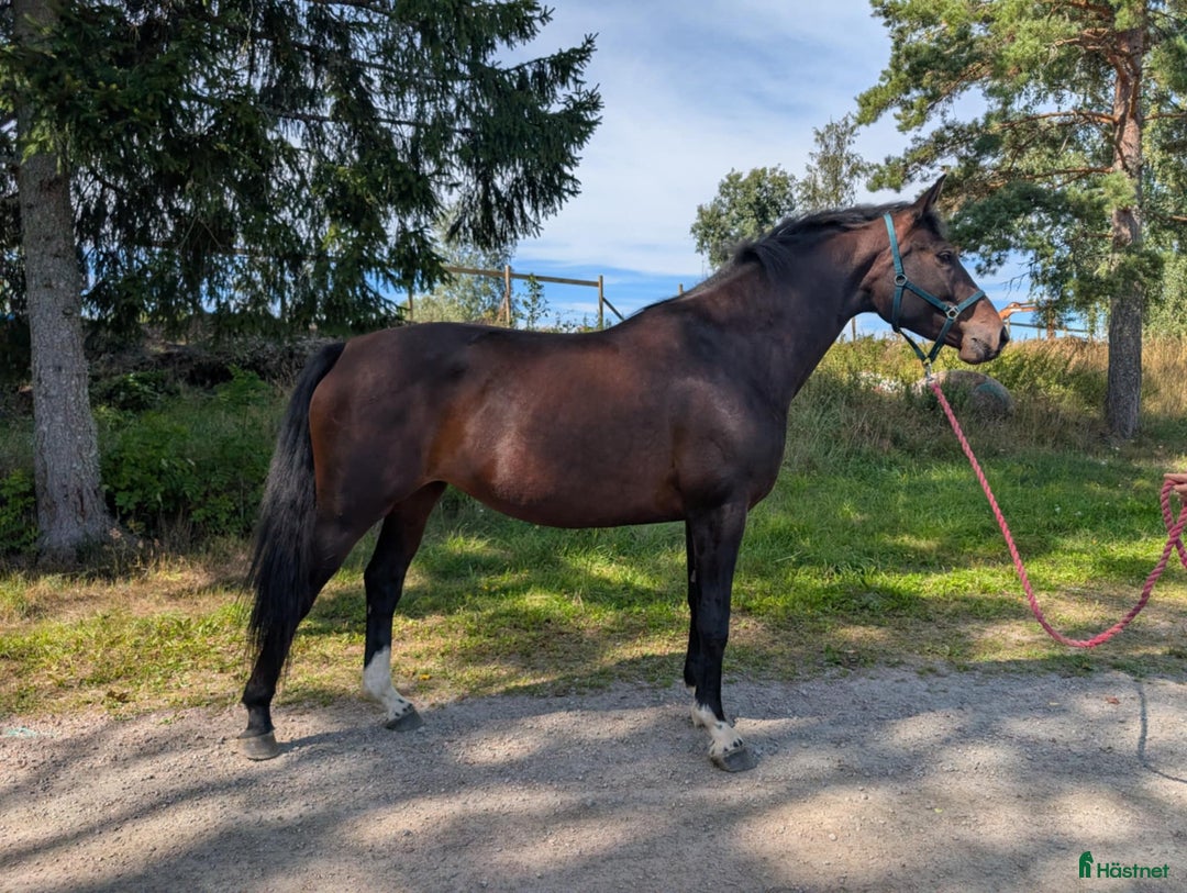 Allround hästar till salu: Vacker unghäst med lovande framtid  i Lyrestad - Annons 2