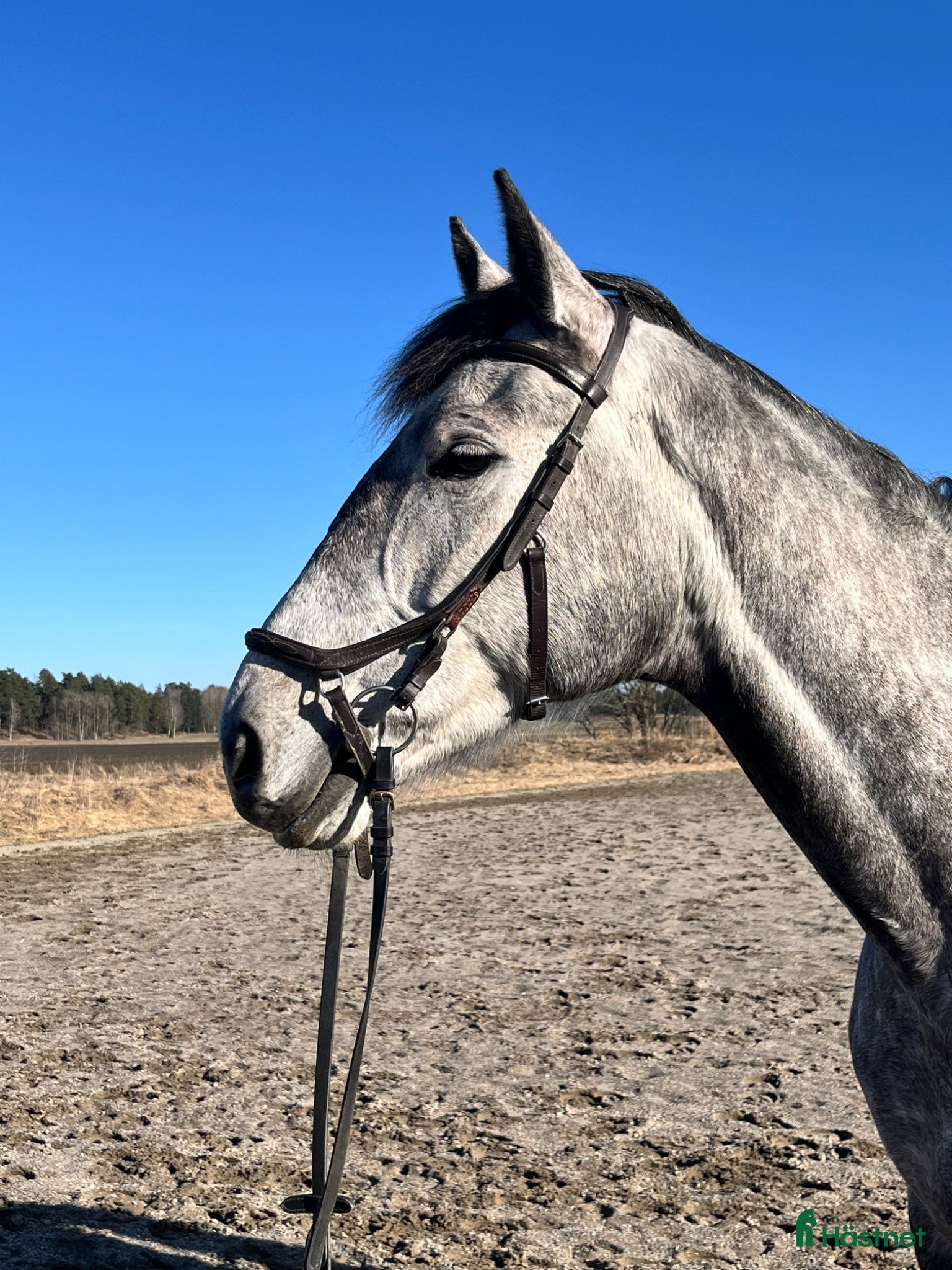  hästar Trevligt Swb sto - Annons 2