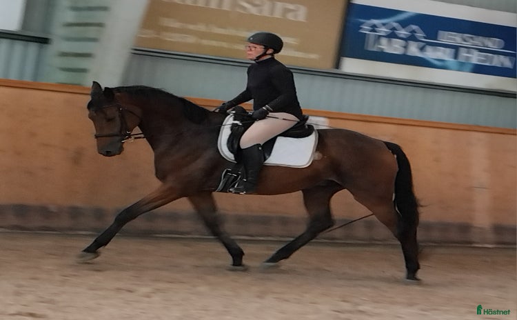  hästar i Insjön - Annons 4