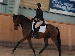 hästar Din nästa stjärna i Insjön - Annons 15