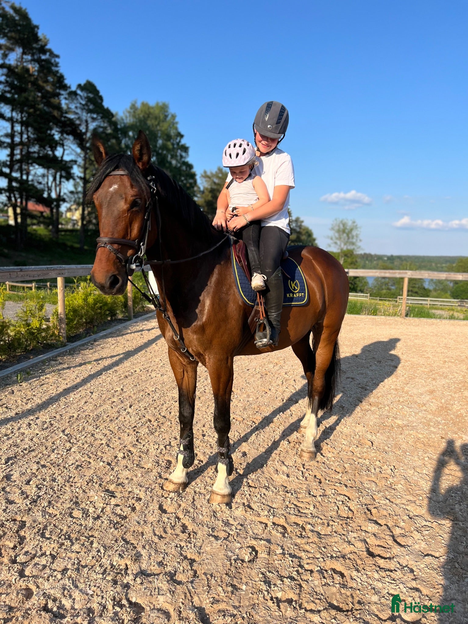  hästar Allround/Familje häst  - Annons 2