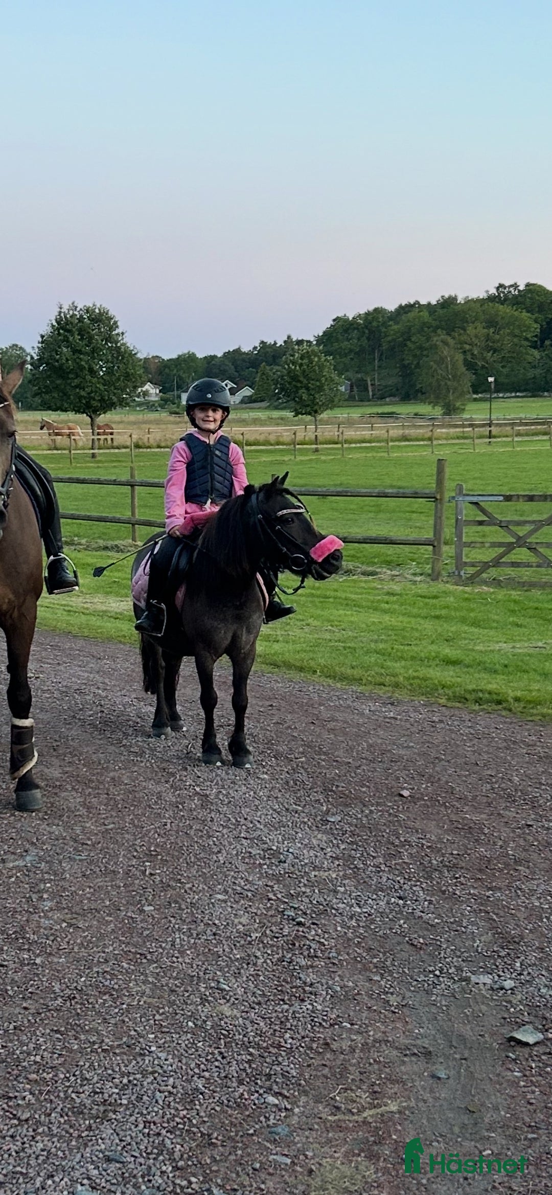 Allround hästar till salu: Trevlig shetlandsponny i Vallda - Annons 6