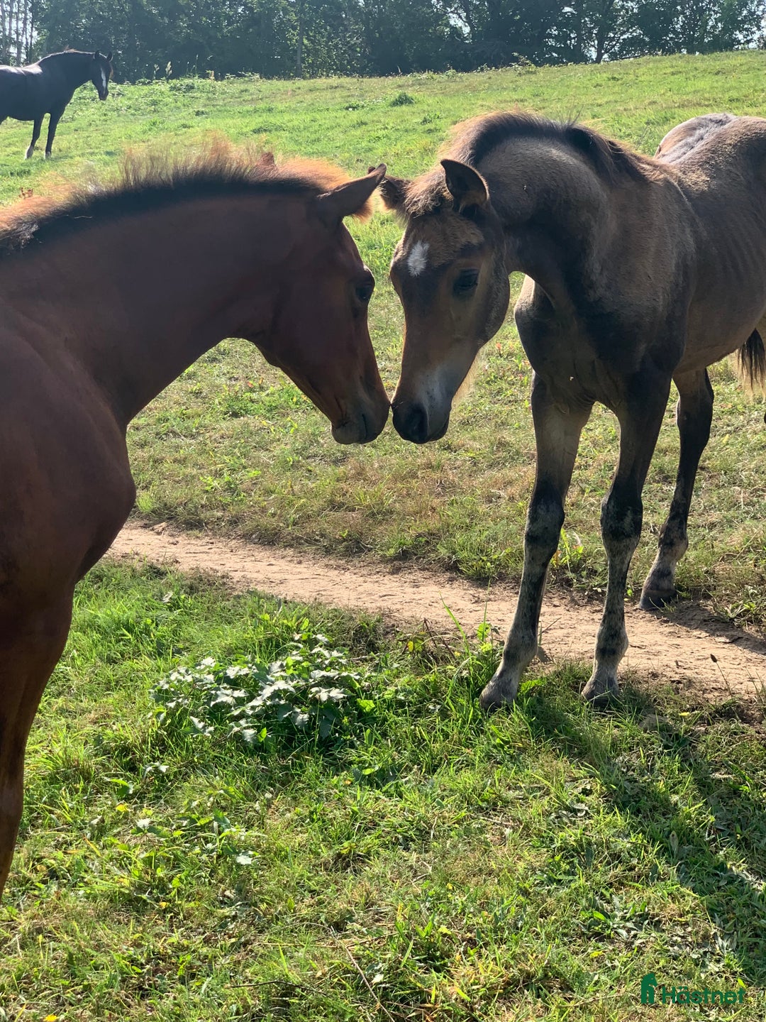 Allround hästar till salu: Fanzy i Simrishamn - Annons 3