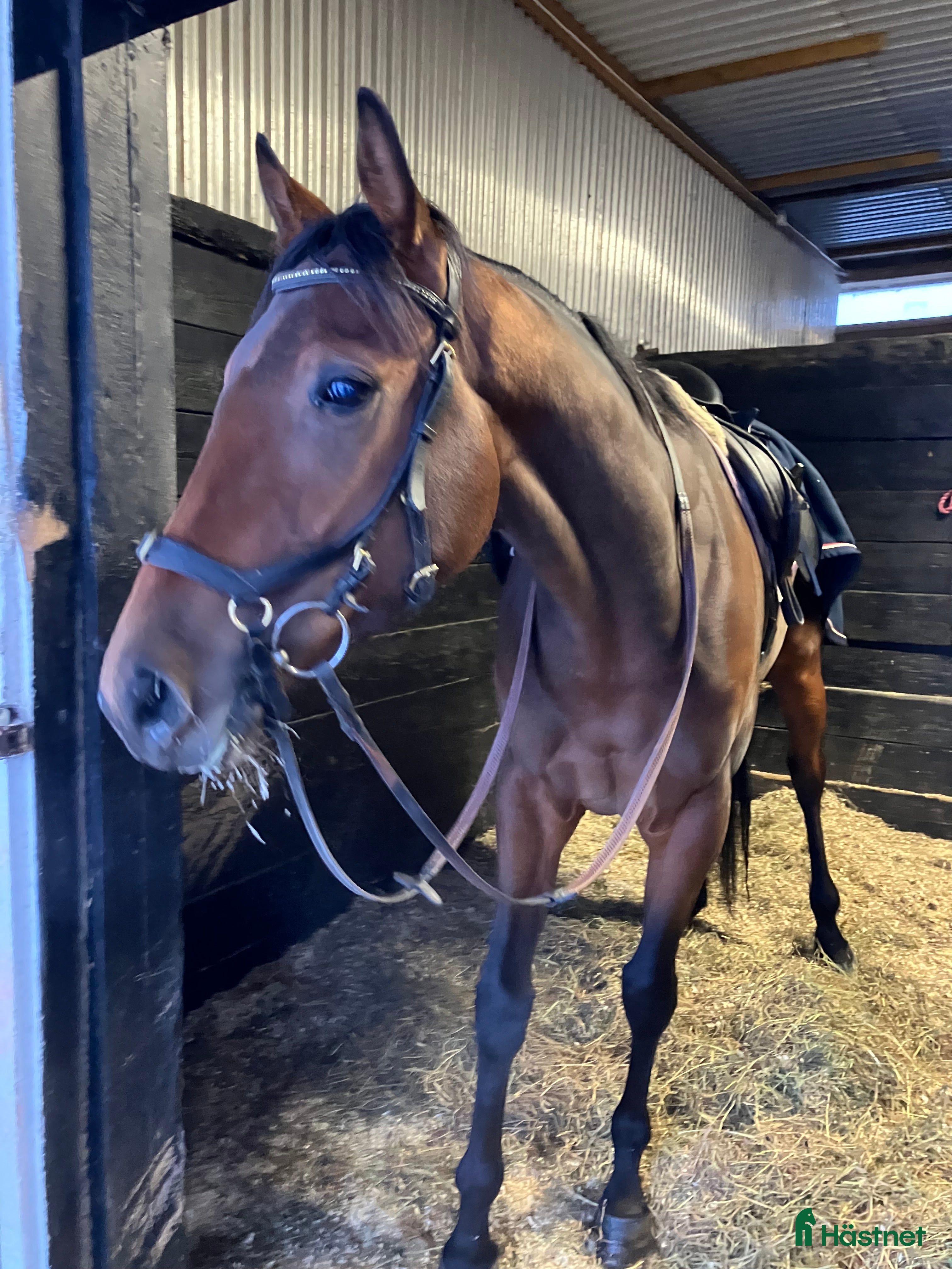  hästar Kanonfint sto med fina gångarter  i Skara - Annons 5