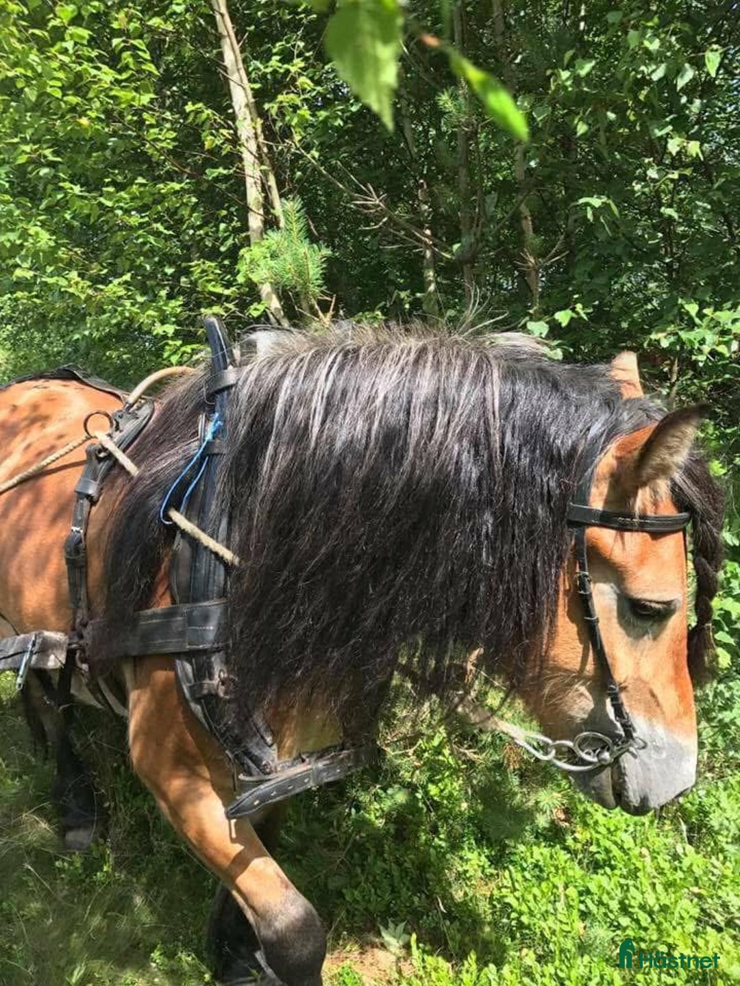 Körning hästar till salu: Dräktigt Elitsto samt Pigall 7 mån i Lilla Edet - Annons 12