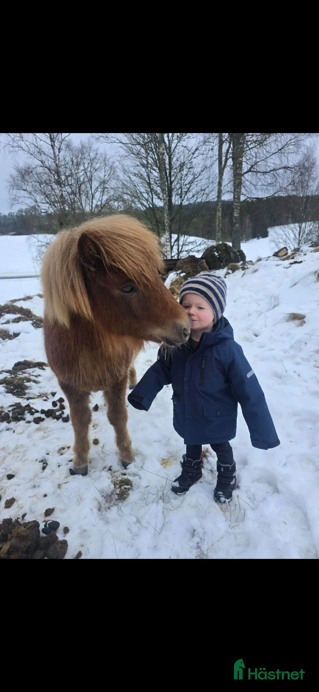 Allround hästar till salu: Mysig shetlandsponny  - Annons 2