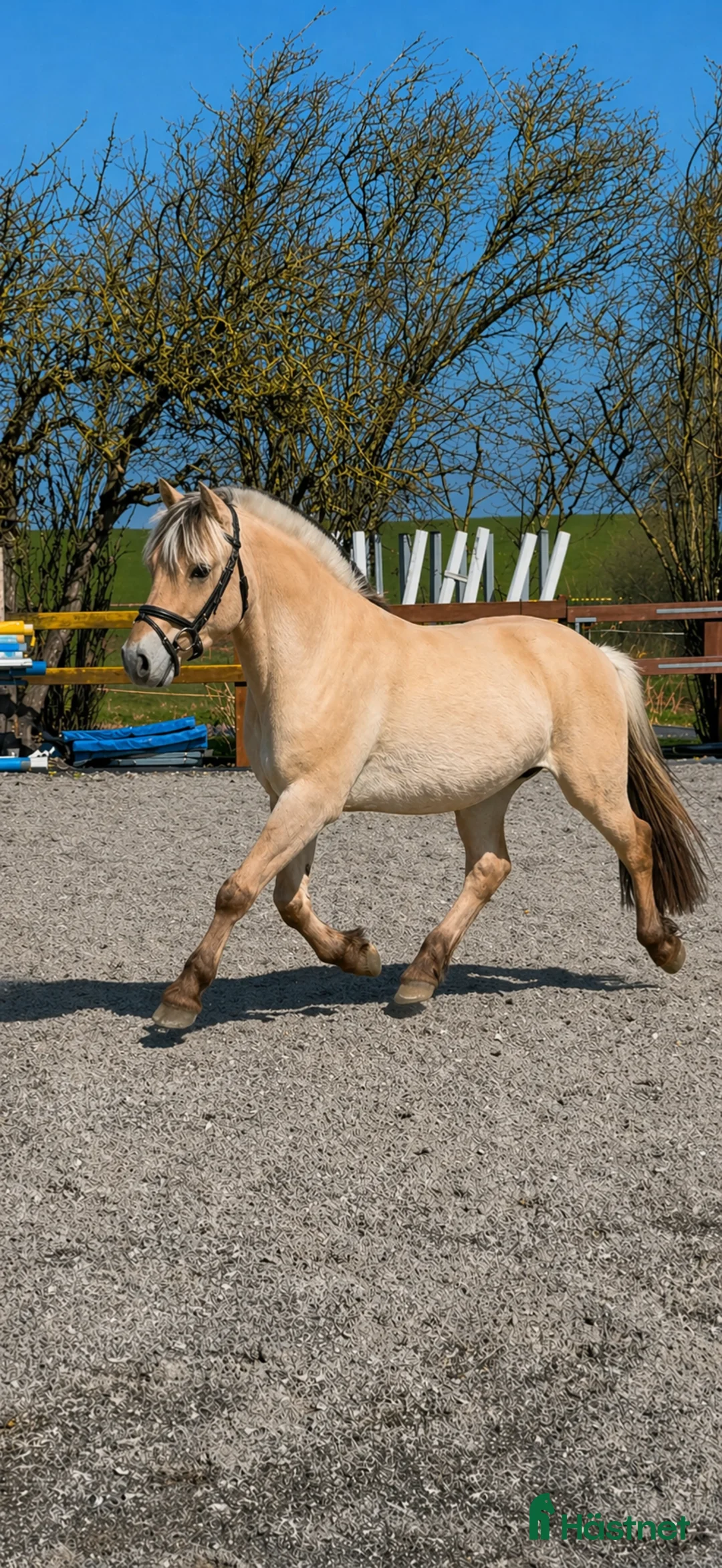 Allround hästar till salu: Fjordhest i særklasse  - Annons 2