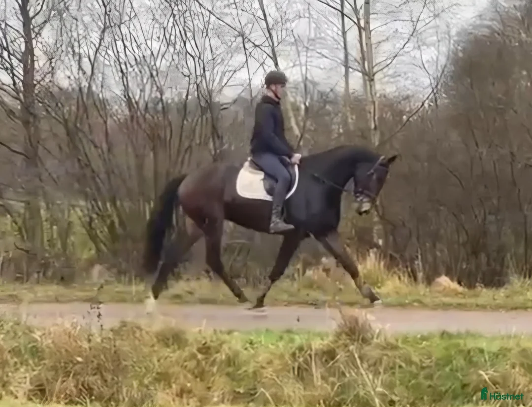 Allround hästar till salu: Stabil 5års valack allround ev byte - Annons 3