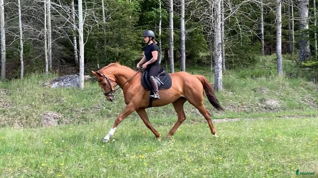  hästservice finnes: Samarbete  i Kållered - Annons 1