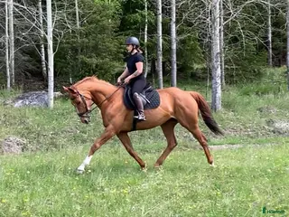 hästservice Samarbete - Annons 4