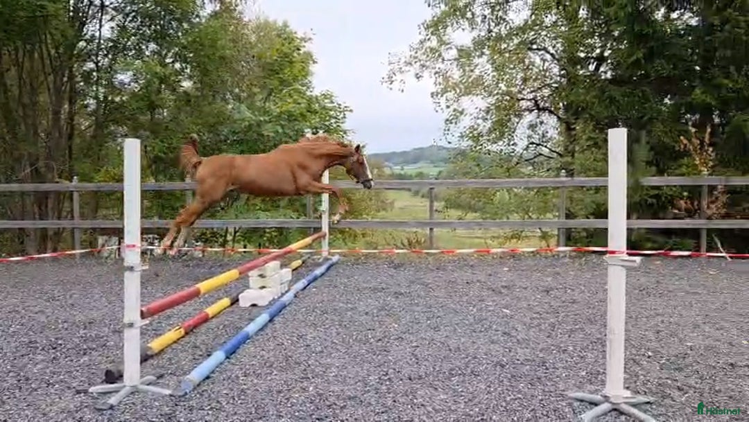 Hoppning hästar till salu: 🌟Joinville🌟 f.2024 hopp/fälttävlan i Sköldinge - Annons 7