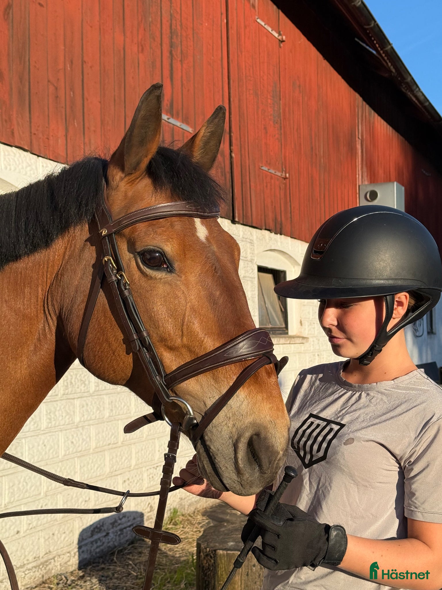 Hoppning hästar till salu: Snäll Allround ponny - Annons 1