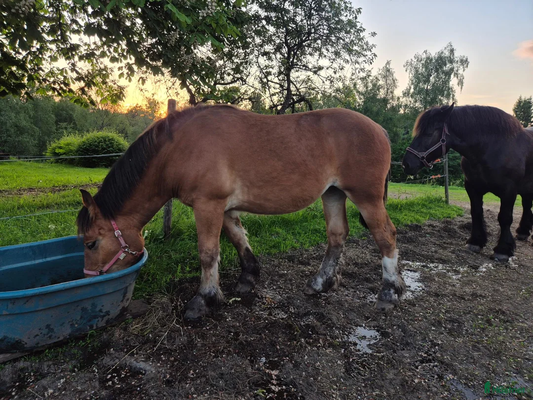 Allround hästar till salu: Välhanterat ardennersto i Vittaryd - Annons 2