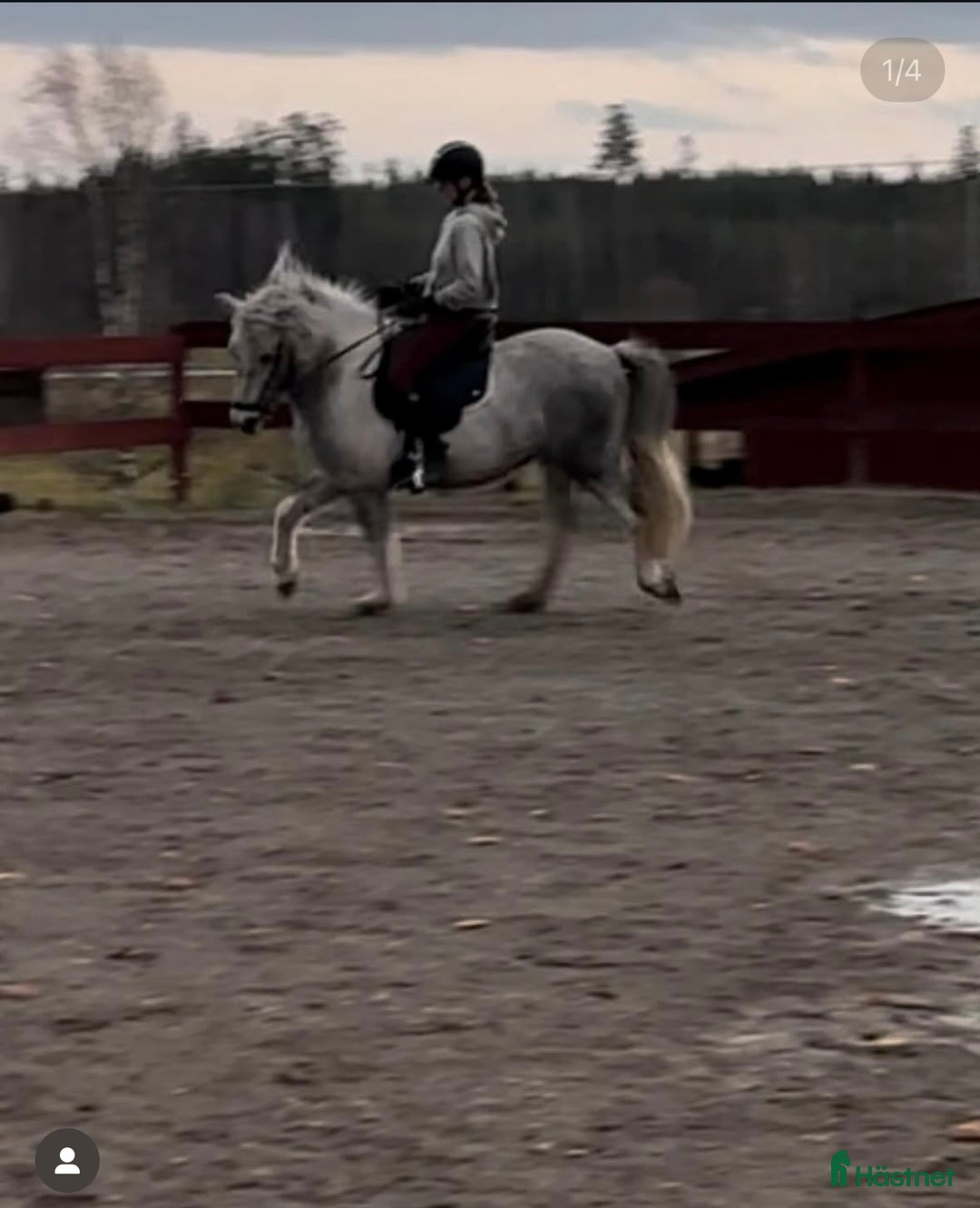 Island hästar till salu: Jara Från Jakobdalsgård i Riddarhyttan - Annons 3