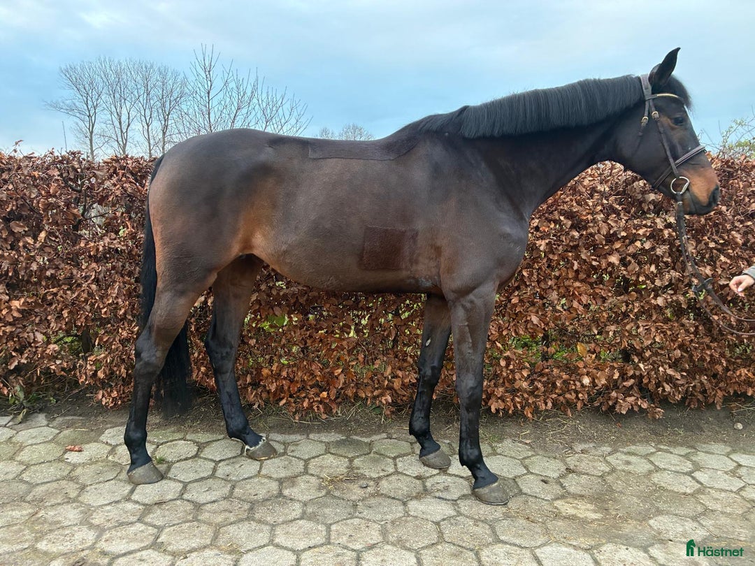 Hoppning hästar till salu: Trevlig 5åring  i Stockholm - Annons 2
