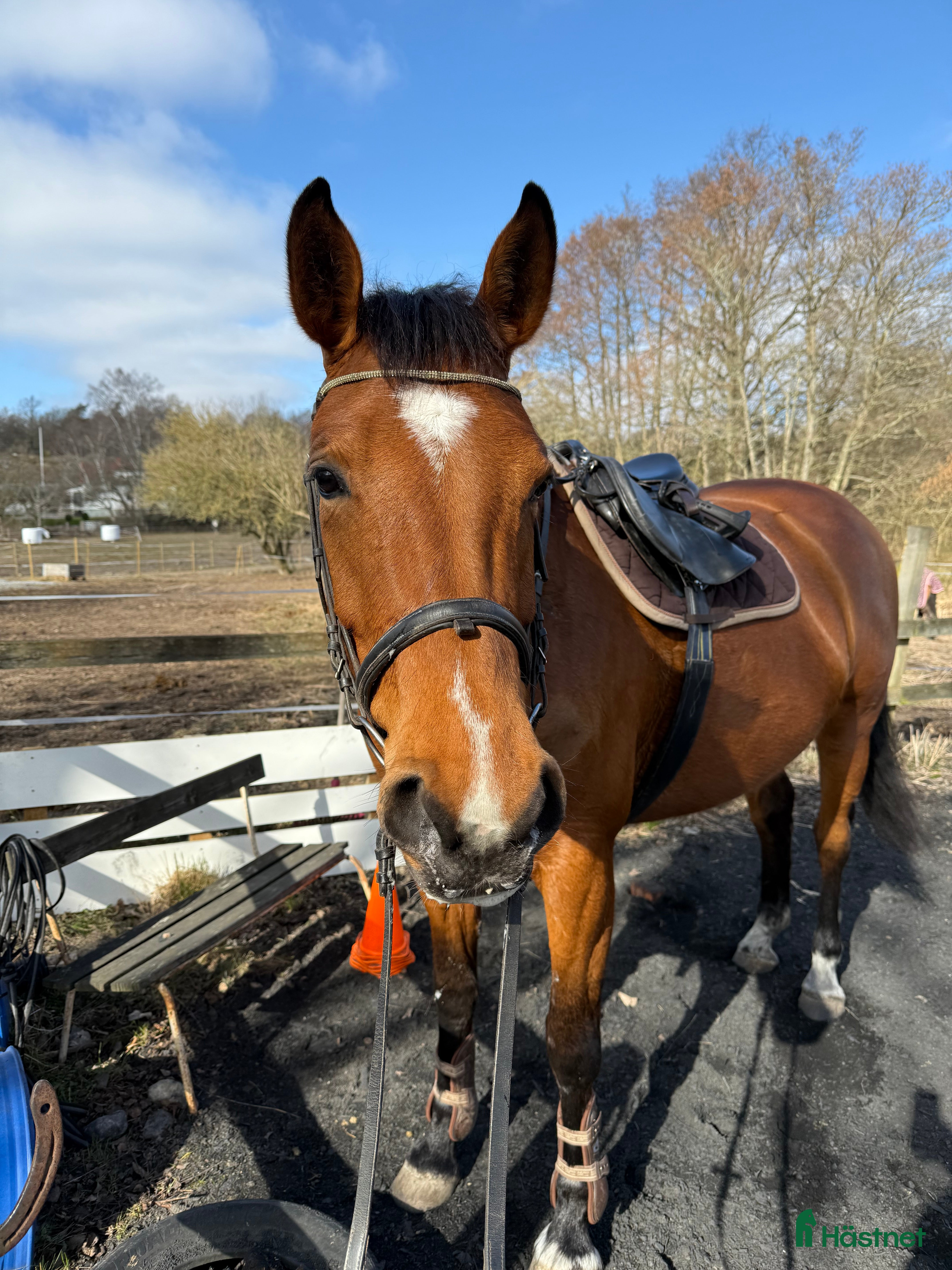  hästar Fint sto  i Karlshamn - Annons 14