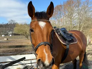 hästar Fint sto i Karlshamn - Annons 14