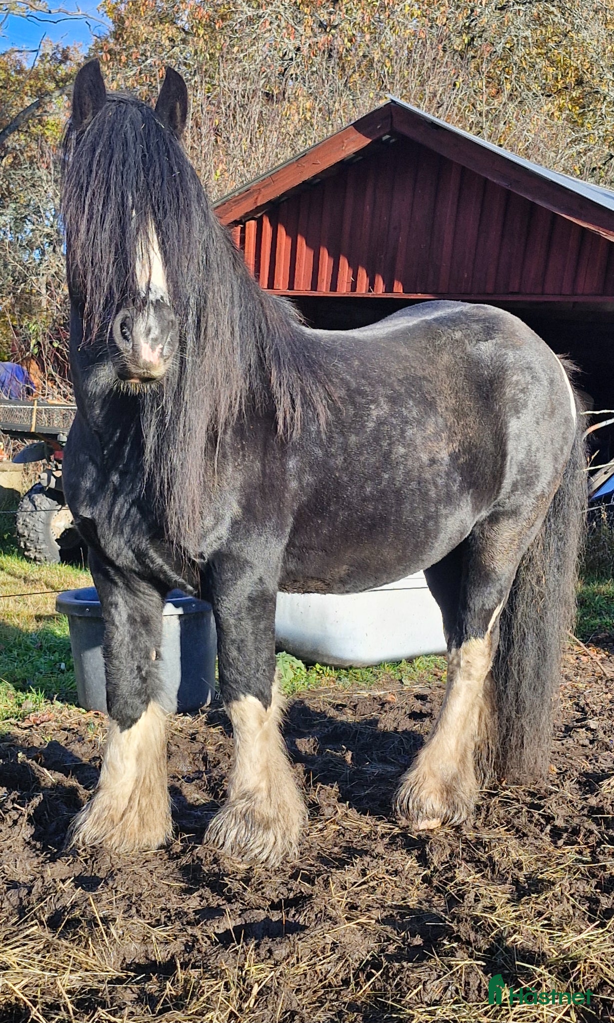 Allround hästar till salu: Vacker Irish Cob valack med mycket personlighet - Annons 5