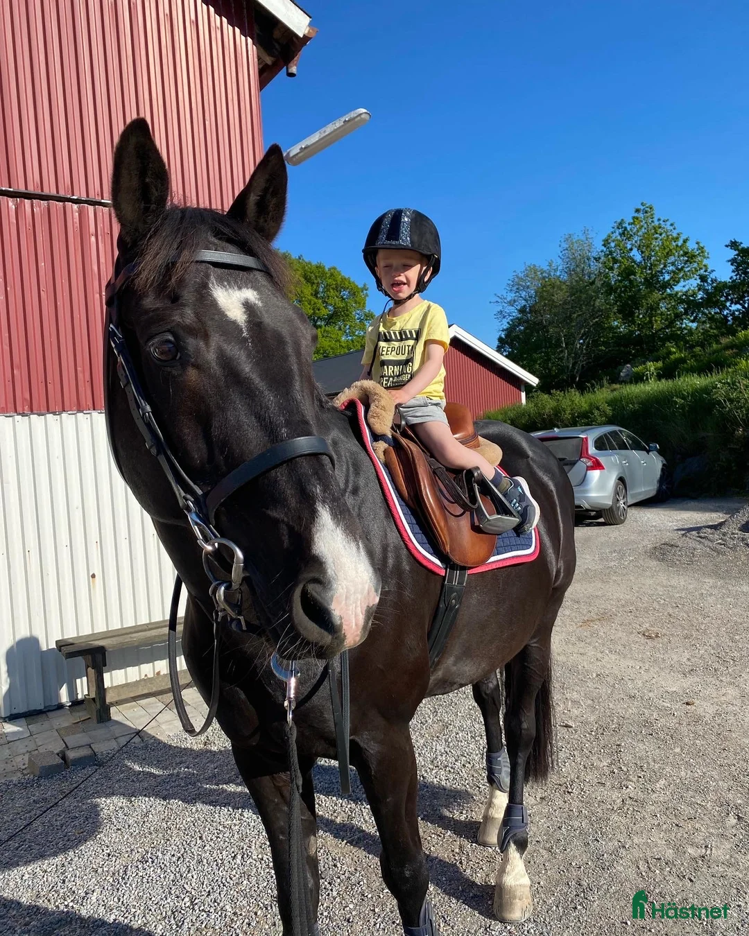 Allround hästar till salu: Monark söker ny Kompis - Annons 4