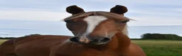 Hoppning hästar till salu: He.Ro Stud SUMMER SALE ! - Annons 23