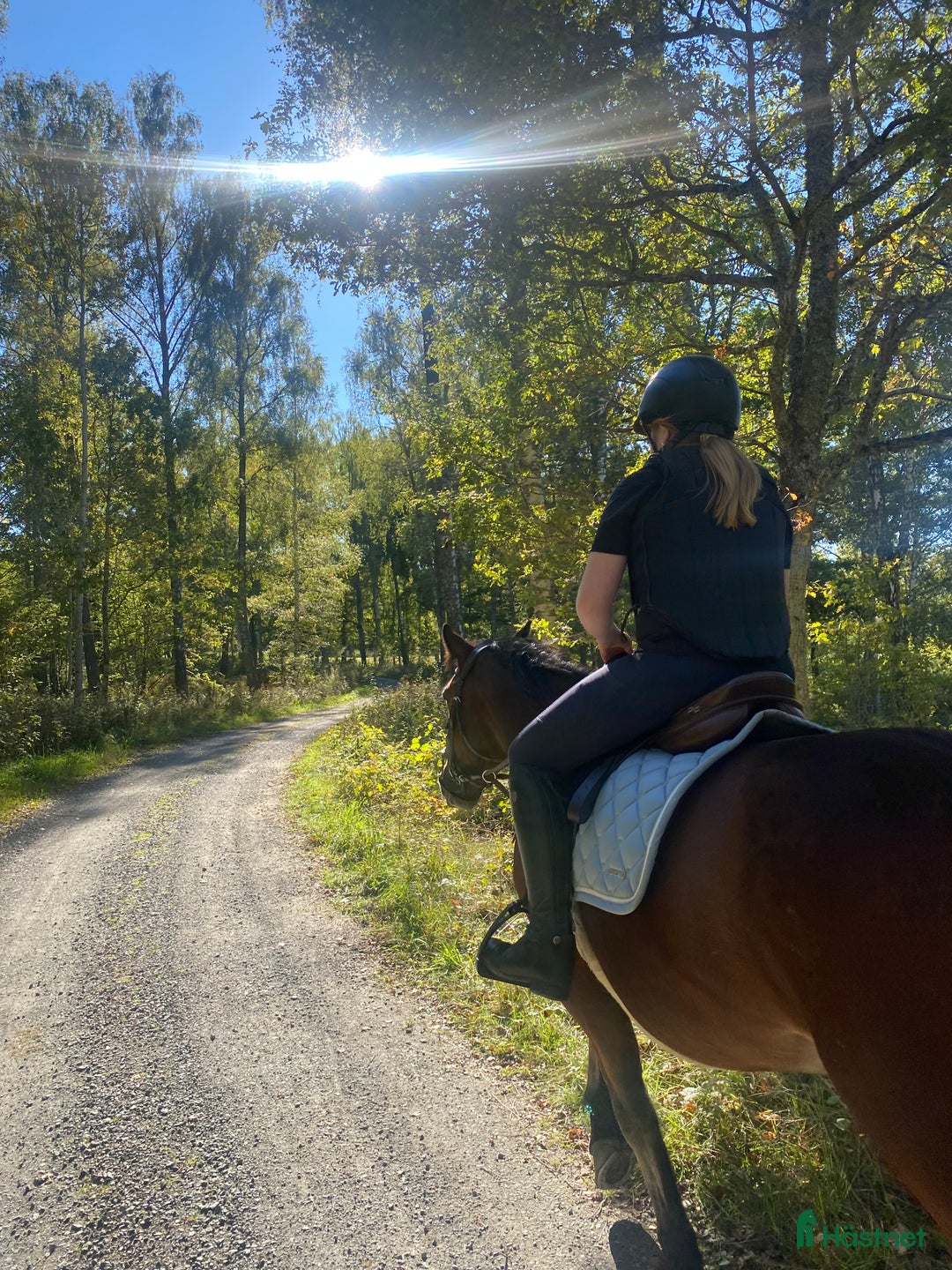  medryttarhäst sökes: Medryttarhäst Sökes - Annons 1
