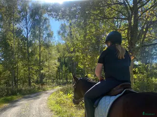 medryttarhäst sökes: Medryttarhäst Sökes - Annons 13