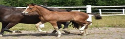 Dressyr hästar till salu: Unik Welsh cob / swb i Partille - Annons 8