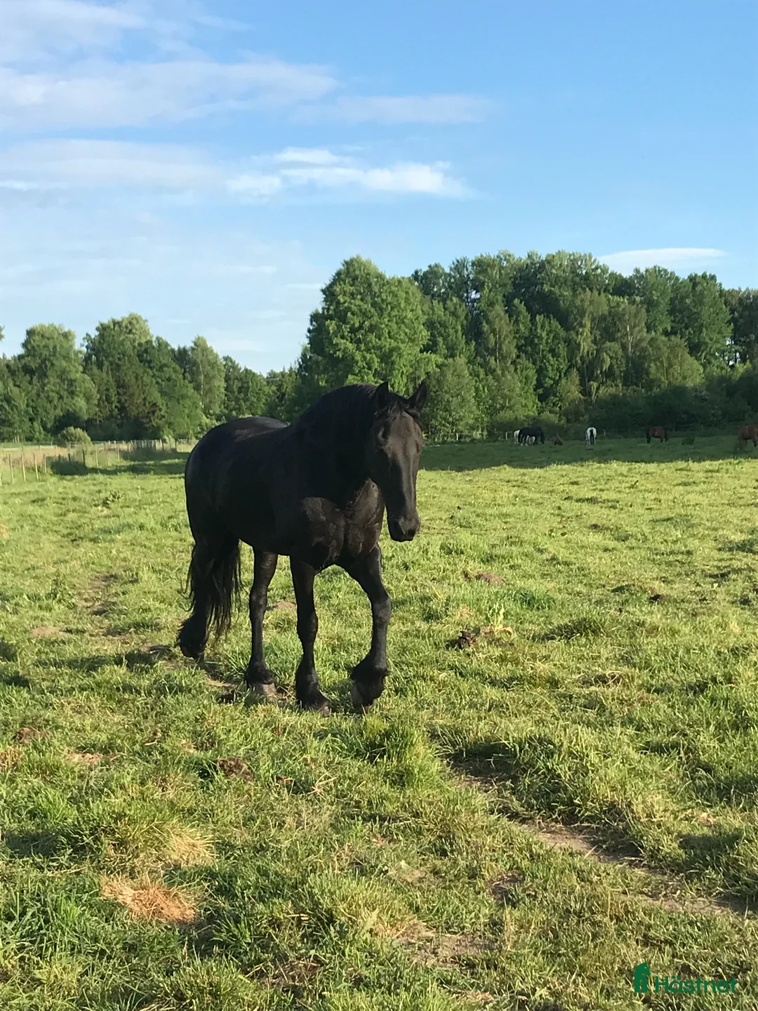Allround hästar till salu: Fantastiskt friesersto! - Annons 1