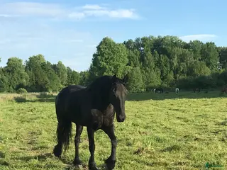 hästar Fantastiskt friesersto! - Annons 13