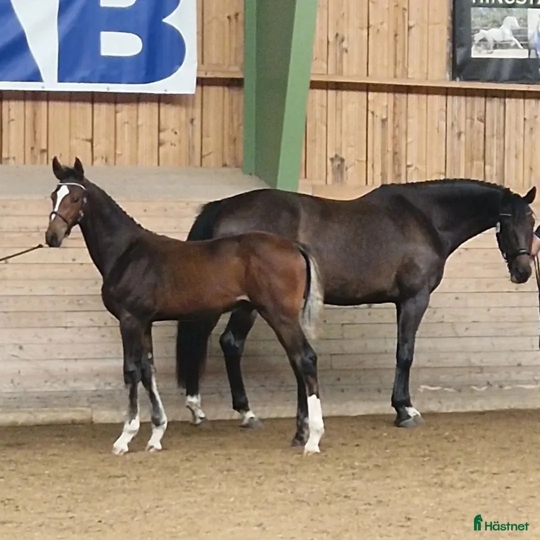 Hoppning hästar till salu: Högst bedömda hoppföl i Örebro  i Glanshammar - Annons 4