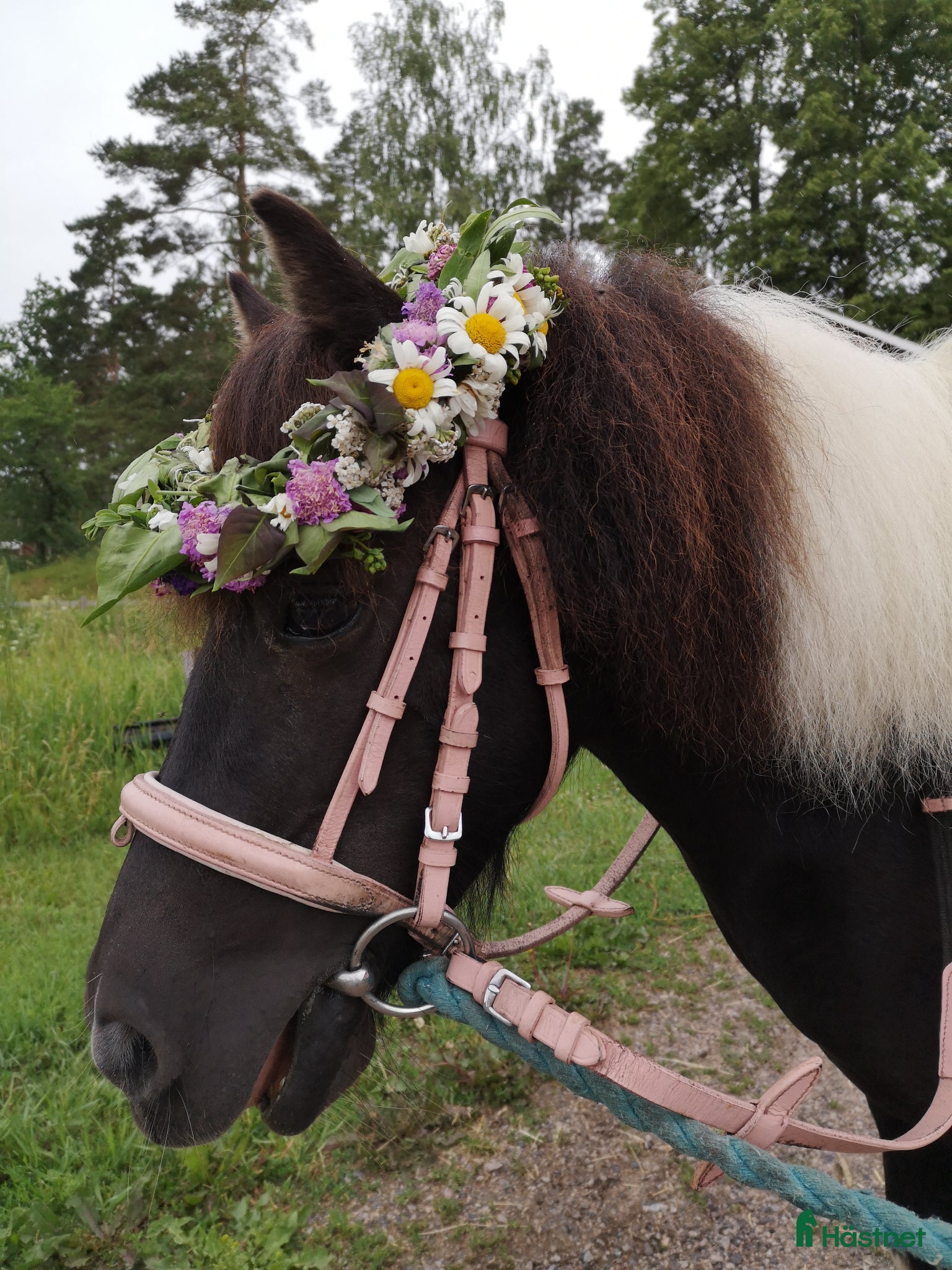  hästar Världens bästa ponnyplutt - Annons 17